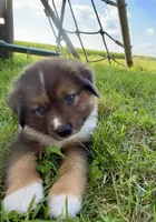 Maverick Mini Aussie Puppy , a male Miniature Australian Shepherd for sale in Craigville, IN – 9 of 10
