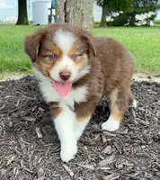 Milo Mini Aussie Puppy, a male Miniature Australian Shepherd for sale in Craigville, IN – 4 of 9