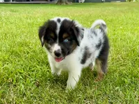 Dixie Mini Aussie Puppy, a female Miniature Australian Shepherd for sale in Craigville, IN – 6 of 7
