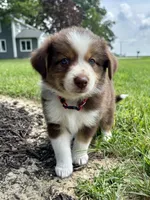 Milo Mini Aussie Puppy, a male Miniature Australian Shepherd for sale in Craigville, IN – 5 of 9