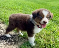 Milo Mini Aussie Puppy, a male Miniature Australian Shepherd for sale in Craigville, IN – 6 of 9