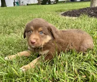Hazel Mini Aussie Pupp, a female Miniature Australian Shepherd for sale in Craigville, IN – 3 of 10