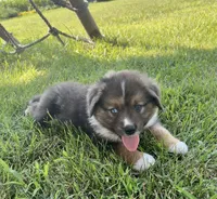 Maverick Mini Aussie Puppy , a male Miniature Australian Shepherd for sale in Craigville, IN – 7 of 10