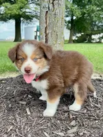 Milo Mini Aussie Puppy, a male Miniature Australian Shepherd for sale in Craigville, IN – 3 of 9