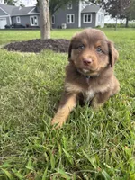 Hazel Mini Aussie Pupp, a female Miniature Australian Shepherd for sale in Craigville, IN – 7 of 10