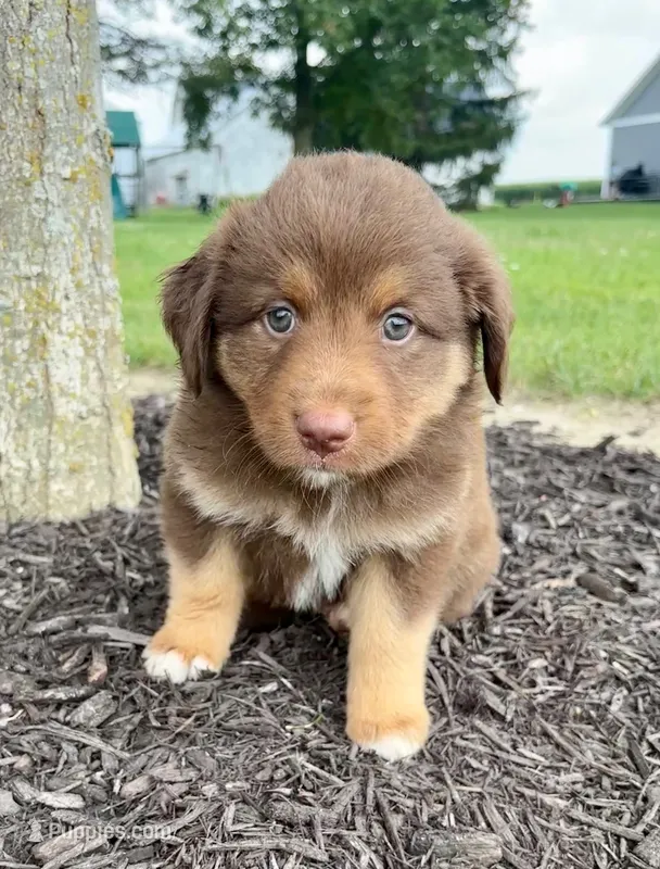 Hazel Mini Aussie Pupp – Miniature Australian Shepherd puppy for sale in Craigville, IN