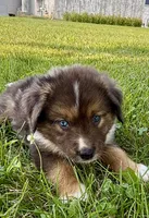 Maverick Mini Aussie Puppy , a male Miniature Australian Shepherd for sale in Craigville, IN – 3 of 10