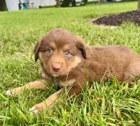 Hazel Mini Aussie Pupp, a female Miniature Australian Shepherd for sale in Craigville, IN – 2 of 10