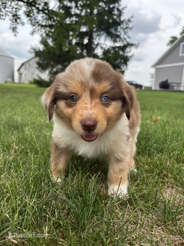 Wyatt Mini Aussie Puppy  – Miniature Australian Shepherd puppy for sale in Craigville, IN