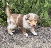 Wyatt Mini Aussie Puppy , a male Miniature Australian Shepherd for sale in Craigville, IN – 2 of 5
