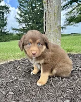 Hazel Mini Aussie Pupp, a female Miniature Australian Shepherd for sale in Craigville, IN – 6 of 10