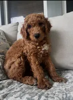 Bowie, a male Goldendoodle for sale in Grayling, MI – 3 of 6