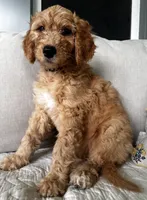 Ella, a female Goldendoodle for sale in Grayling, MI – 5 of 6