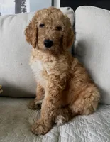Chevelle, a female Goldendoodle for sale in Grayling, MI – 2 of 6