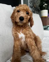 Sally, a female Goldendoodle for sale in Grayling, MI – 2 of 8