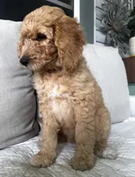 Wally, a male Goldendoodle for sale in Grayling, MI – 3 of 6