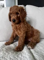 Eve, a female Goldendoodle for sale in Grayling, MI – 7 of 7