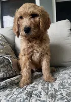 Otis, a male Goldendoodle for sale in Grayling, MI – 3 of 5