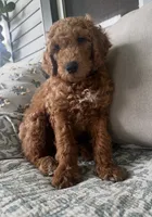Bowie, a male Goldendoodle for sale in Grayling, MI – 5 of 6