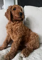 Eve, a female Goldendoodle for sale in Grayling, MI – 6 of 7