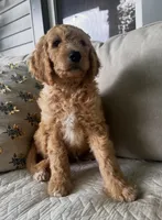 Wally, a male Goldendoodle for sale in Grayling, MI – 2 of 6