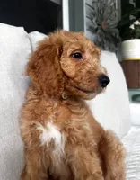 Sally, a female Goldendoodle for sale in Grayling, MI – 4 of 8