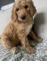 Duke, a male Goldendoodle for sale in Grayling, MI – 7 of 9