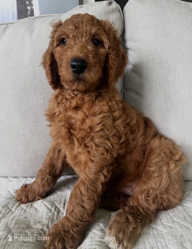 Eve – Goldendoodle puppy for sale in Grayling, MI