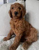 Eve, a female Goldendoodle for sale in Grayling, MI – 1 of 7