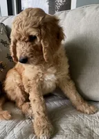 Wally, a male Goldendoodle for sale in Grayling, MI – 4 of 6