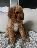 Duke, a male Goldendoodle for sale in Grayling, MI – 9 of 9