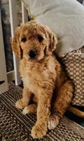 Wally, a male Goldendoodle for sale in Grayling, MI – 1 of 6