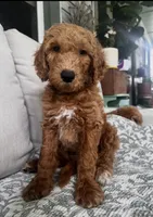 Bowie, a male Goldendoodle for sale in Grayling, MI – 1 of 6
