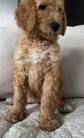 Chevelle, a female Goldendoodle for sale in Grayling, MI – 6 of 6