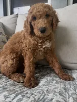 Bowie, a male Goldendoodle for sale in Grayling, MI – 6 of 6