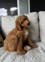 Sally, a female Goldendoodle for sale in Grayling, MI – 7 of 8