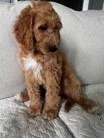 Sally, a female Goldendoodle for sale in Grayling, MI – 5 of 8
