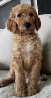 Chevelle, a female Goldendoodle for sale in Grayling, MI – 1 of 6