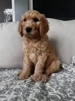 Otis, a male Goldendoodle for sale in Grayling, MI – 4 of 5
