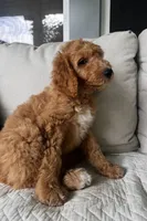 Sally, a female Goldendoodle for sale in Grayling, MI – 8 of 8