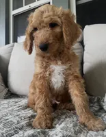 Duke, a male Goldendoodle for sale in Grayling, MI – 4 of 9