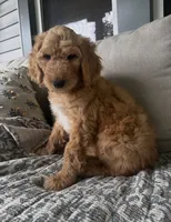 Duke, a male Goldendoodle for sale in Grayling, MI – 5 of 9