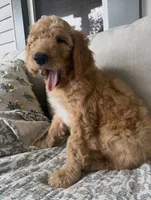 Duke, a male Goldendoodle for sale in Grayling, MI – 3 of 9