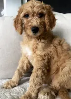 Ella, a female Goldendoodle for sale in Grayling, MI – 2 of 6