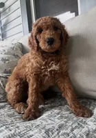 Bowie, a male Goldendoodle for sale in Grayling, MI – 2 of 6