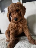 Eve, a female Goldendoodle for sale in Grayling, MI – 3 of 7