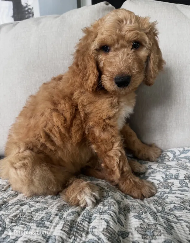 Duke – Goldendoodle puppy for sale in Grayling, MI