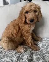 Duke, a male Goldendoodle for sale in Grayling, MI – 1 of 9