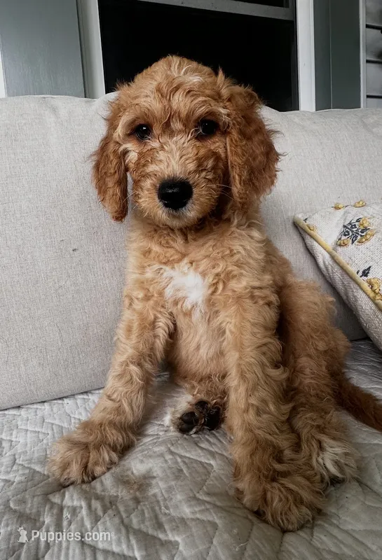 Ella – Goldendoodle puppy for sale in Grayling, MI