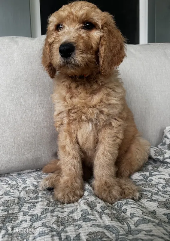 Otis – Goldendoodle puppy for sale in Grayling, MI